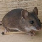 Mik (галицька миша)