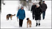 Зранку 8 лютого в Парку ім. Франка лвів’яни вигулюють псів