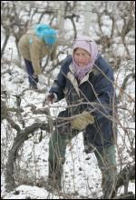 Близ Севастополя, в Крыму, женщина обрезает вымерзшую виноградную лозу