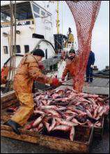 Керченський рибгосп ”Перше травня” за один сезон виловив 600 тонн пеленгаса, тюльки й хамси