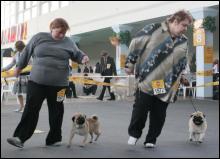 На международной выставке собак в Киеве лучшим признан швейцарский зеннинхунд Акела из России