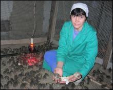 Оператор фермерського господарства ”Під містом” Світлана Палій показує молодих перепелят