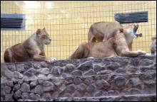 Після трагедії левиць Ваймату, Віку і Вероніку закрили в зимовому вольєрі до четверга