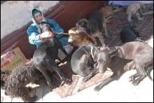 У вихідні Галина Шиянова зі своїми собаками просить милостиню на Андріївському узвозі