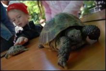 В прошлое воскресенье работники Киевского зоопарка рассказывали посетителям о Emys orbicularis — единственном виде черепахи, живущей в Украине