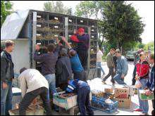 У минулу п’ятницю в Тернополі клітки з голубами вантажили у машину для відправки на Кіровоградщину