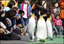 Королевских пингвинов выпустили на прогулку после зимовки в токийском зоопарке ”Уено”. На эту смешную церемонию съезжаются посмотреть толпы туристов