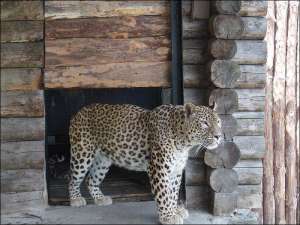 Леопард Шерхан выходит из своего деревянного жилища в Ровенском зоопарке. Фото сделано прошлым летом