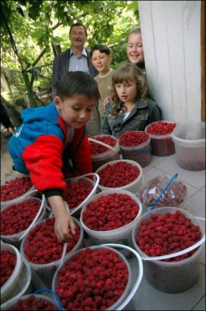 Зіновій Шалай (позаду) із дітьми родичів та сусідів зібрав денний врожай малини на власній плантації в селі Гряда поблизу Львова
