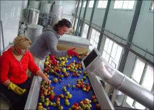Дільниця сортування яблук. На новому заводі працює 106 чоловік. Через рік буде вп’ятеро більше