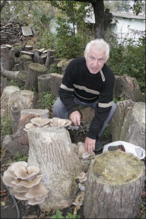 Анатолий Большой на своем огороде в поселке Млинов Ровенской области срезает свежие грибы
