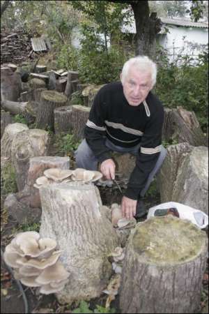 Анатолій Большой на своєму городі в селищі Млинів Рівненської області зрізає свіжі гриби