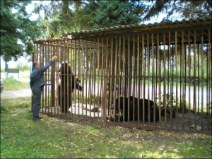 Іван Третяк у вольєрі села Хом’яківка Тисминецького району Івано-Франківської області годує ведмедицю Машу
