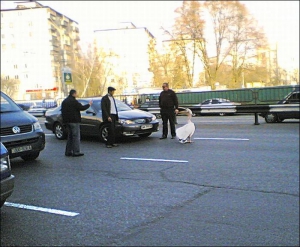 Водії радяться, як прибрати пелікана з дороги