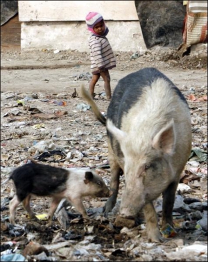 В бедных районах на околицах индийской столицы города Дели почти каждая семья держит скот