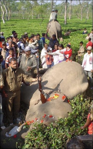 Мисливці індійського штату Ассам застрелили слона на прізвисько Осама бін Ладен, який два роки нападав на місцевих жителів