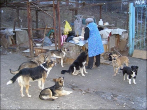 Ровенчанка Вера Макаренко готовит кашу для собак, нашедших себе убежище в закоулке автостоянки на улице Юбилейной 