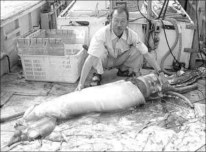 Дослідник із Японії Цунемі Кубодера показує кальмара завдовжки 3,5 метра. Зазвичай ці тварини виростають до 60 сантиметрів