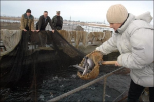 Заведующая участком рыбного хозяйства ”Рудники” Наталия Дачковская вытягивает подсаком из воды форель. Малек набирает 350 граммов веса за полгода