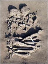 Два обнявшихся скелета нашли при раскопках неподалеку от итальянского города Мантуя. Ученые решили не разделять их