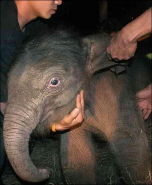 Ветеринари допомагають підвестися щойно народженому слоненяті у місті Лампанг, Таїланд.  Після штучного запліднення самиця виношувала малюка півтора року