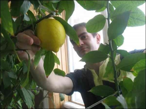 Волынянин Петр Мекуш привозит землю для лимона из родного села Боремец Ровенской области, что в 20 километрах от Луцка