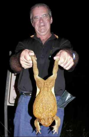 Сотрудник природоохранной организации ”ФрогВотч” Боб Гонинон держит ядовитую лягушку весом 840 граммов, которую поймали неподалеку от австралийского города Дарвин, столицы Северной Территории