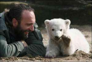 Работник Берлинского зоопарка Томас Дорфляйн играет со своим воспитанником, полярным медвежонком Кнутом, в вольере