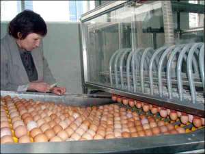 Сортировальная машина ”Мова” за час перебирает 90 тысяч яиц. Эта линия стоит 600 тысяч евро