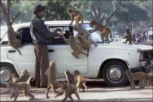 Пасажир годує мавп, які оточили автомобіль на одному з перехресть у столиці Індії місті Делі