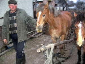 Крестьянин из села Поречное Городоцкого района Львовской области Степан Ткач на своем подворье запрягает лошадей