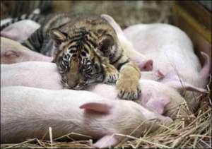 Детеныш бенгальського тигра спит вместе с поросятами в зоопарке китайского города Гуандзе. Мать отказалась от потомства, трех тигрят выкармливает свиноматка