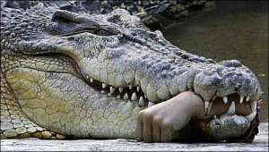 В зоопарке таиландского города Гаосюн крокодил откусил руку ветеринару, который пришел осмотреть животного