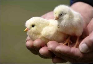 Рабочий японской компании Сега Тойз держит на руках цыпленка-работа (слева)  вместе с настоящим. Электронная птичка умеет двигать крылышками, но ходить не может