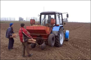 В фермерском хозяйстве ”Ниварис” в селе Камянское Васильковского района Запорожской области картофелем засаживают 15 гектаров. На поле работают трактором, в который загружают клубни