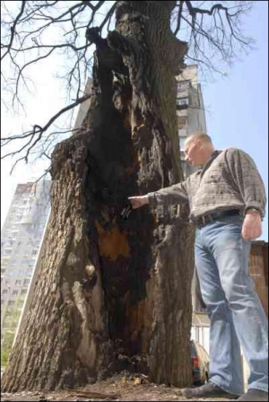 Директор Киевского эколого-культурного центра Владимир Борейко говорит, что КП ”Зеленстрой” против, чтобы старые деревья признавали заповедными. Мол, не хотят дополнительной ответственности. Этот 300-летний дуб на улице Борщаговской два месяца тому назад 