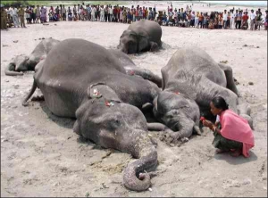 Троє дорослих і двоє молодих слонів убила блискавка на березі річки неподалік індійського міста Аліпурдуар. Подивитися на тварин зійшлося близько двох тисяч селян. Жінки плакали, запалювали ароматичні палички та молилися