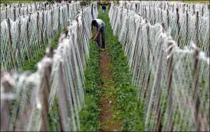 Албанець працює на помідорному полі у селі Круса, що у Сербській автономній області Косово. Він підв’язує рослини до шпалери джгутами