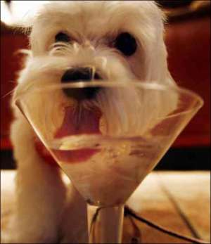 Собачка Минни пьет воду из бокала для мартини. Организации, которые занимаются спасением животных, провели в американском городе Бостон благотворительную акцию. На ней подавали ”мартини” для собак, а также демонстрировали одежду и средства для ухода