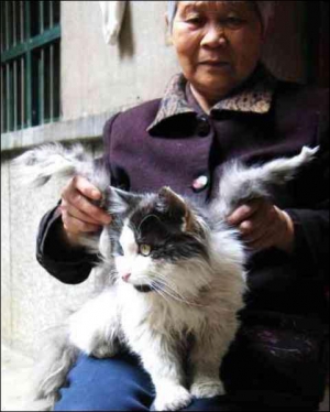 10-сантиметрові відростки виросли на спині у кота пані Фенґ із китайського міста Сяньан. Жінка називає свого улюбленця ангелом