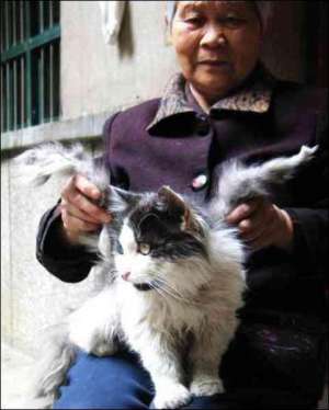 10-сантиметровые отростки выросли на спине у кота госпожи Фенг из китайского города Сяньан. Женщина называет своего любимца ангелом