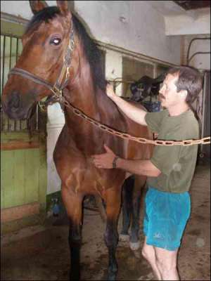 Юрий Дуля осматривает коня в конюшне клуба ”Виктория” 