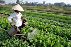 Неподалеку от города Ханой во Вьетнаме фермер поливает капустное поле. Оросительные системы там используют редко. На фермерских предприятиях работают с лейками