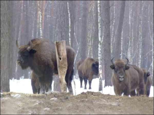 Зубры пришли к кормушке в Звиривском охотничьем хозяйстве, что в Киверцивском районе на Волыни. В этом лесу одна из самых больших в Украине популяций зубров — свыше 20 голов. Фото сделано зимой в 2006 году