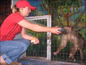 Обезьянка Лелик в клетке передвижного зоопарка. Сквозь решетку она просовывает лапы и вытаскивает телефоны у посетителей 