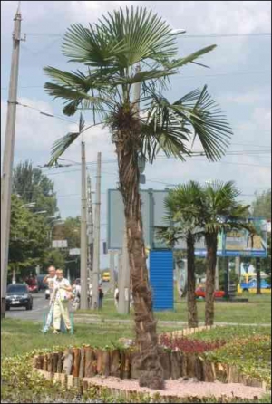 Компания ”Ваш сад” уже третий год высаживает на площади Интернациональной трехметровые пальмы. В этом году их вернули киевлянам в день борьбы с засухой, который ООН отмечает 16 июня