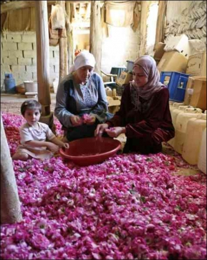 Жінки збирають пелюстки троянд у селищі Мра на півночі від сирійської столиці Дамаск