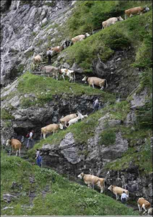 350 коров преодолевают ”Альпийский дальний путь”. Он занимает 600 метров