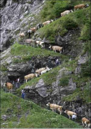 350 коров преодолевают ”Альпийский дальний путь”. Он занимает 600 метров