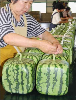 Работница сельскохозяйственного кооператива из японского города Зентцужи готовит квадратные арбузы для продажи. Один стоит от 137 до 202 долларов. Этим летом планируют продать 800 таких арбузов